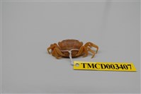 藏品(拉氏清溪蟹)的圖片